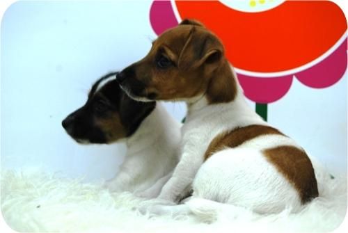 Perritos de Jack Rusell de gran calidad.