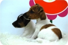 Perritos de Jack Rusell de gran calidad. - mejor precio | unprecio.es