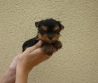 Preciosos cachorritos de Yorlshire - mejor precio | unprecio.es