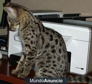 Regalo F1 sabanas gatitos disponibles para adoptión ahora