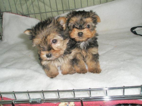 YORKSHIRE, SHARPEI, BOXER , COCKER, DALMATA, FOX TERRIR