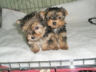 YORKSHIRE, SHARPEI, BOXER , COCKER, DALMATA, FOX TERRIR - mejor precio | unprecio.es