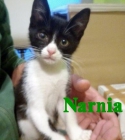 Narnia, gatita bebé que busca una familia - mejor precio | unprecio.es