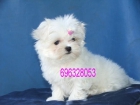 bichon maltes - mejor precio | unprecio.es