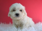 BICHON MALTES , MACHOS & HEMBRAS DISPONIBLES , CACHORROS DE BUENA CALIDAD - mejor precio | unprecio.es