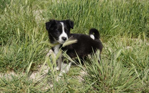 Border Collie cachorros listos para entregar