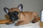 bulldog frances,cachorro disonible - mejor precio | unprecio.es