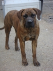 Cachorra Boerboel 9 meses - mejor precio | unprecio.es