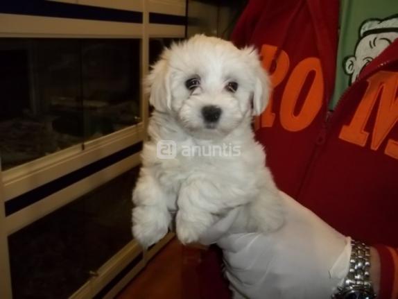 Cachorritos bichon maltes autenticos peluchitos