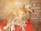 cachorros de golden retriever 150euros - mejor precio | unprecio.es