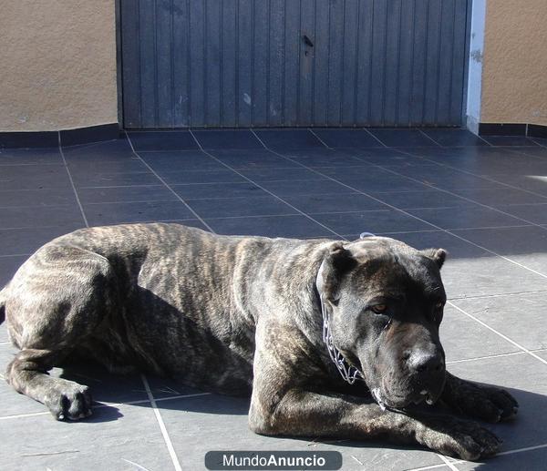 Excelente Camada  de Cane Corso