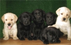 LABRADOR RETRIEVER,190€ - mejor precio | unprecio.es