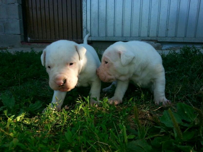 venta dogos argentinos