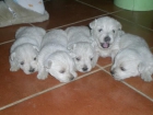 West higland white terrier - mejor precio | unprecio.es