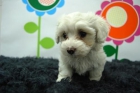 bichon maltes!! hembras&machos!cachorros moniisimos** - mejor precio | unprecio.es