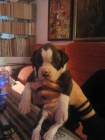 Cachorrita Boxer - mejor precio | unprecio.es