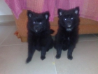 CACHORRITAS DE POMERANIA - mejor precio | unprecio.es