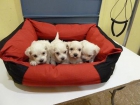 Cachorros de bichon maltes - mejor precio | unprecio.es