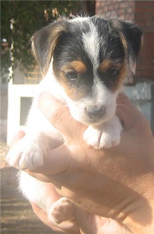 cachorros JACK RUSSELL con PEDIGREE