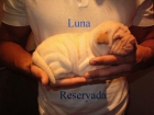 Cachorros Sharpei - mejor precio | unprecio.es