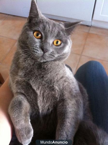 Gato azul British Shorthair-Casting para anuncios, peliculas...