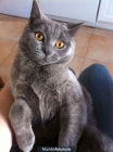 Gato azul British Shorthair-Casting para anuncios, peliculas... - mejor precio | unprecio.es