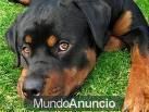 KIKO PRECIOSO CACHORRO 9 MESES ROTTWEILER ABANDONADO