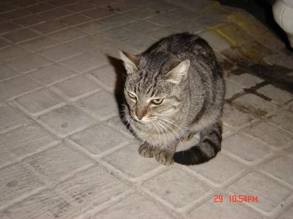 NECESITAMOS VOLUNTARIOS PARA PLAN DE ESTERILIZACION FELINA EN 