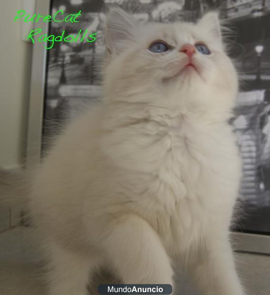 Ragdoll en Venta