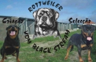 Rottweilers Vom Black Stream - mejor precio | unprecio.es