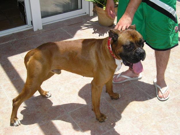 Se ofrece boxer para montas