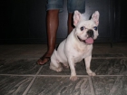 bull dog frances - mejor precio | unprecio.es