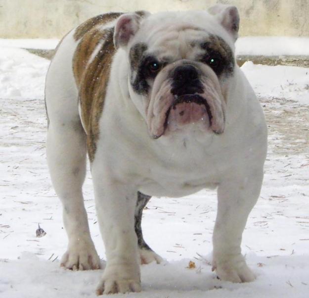 Bulldog Inglés para montas