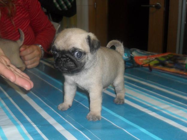 cachorros de carlino