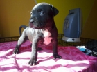 Camada de pitbull con ADBA - mejor precio | unprecio.es