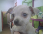 Chihuahua color canela - mejor precio | unprecio.es