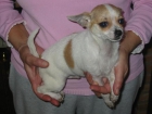 Chihuahua macho,nto.01.08.09,pedigree.450 Eur. - mejor precio | unprecio.es