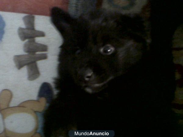 Ultimos cachorros pastor belga groenendael