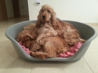 Cachorros cocker spaniel inglés - mejor precio | unprecio.es
