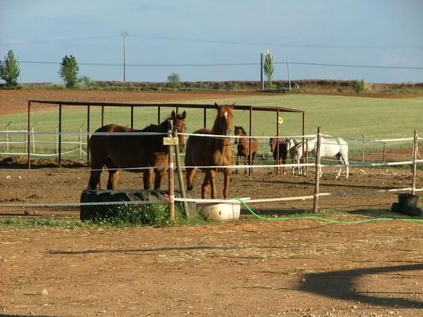 Caballos fruto por alimento