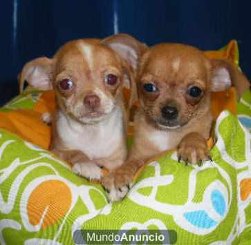 Camada de Chihuahua ¡no lo pienses más, tu cachorro!  Santander - Cantabria