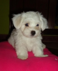 chat venta bichon maltes - mejor precio | unprecio.es