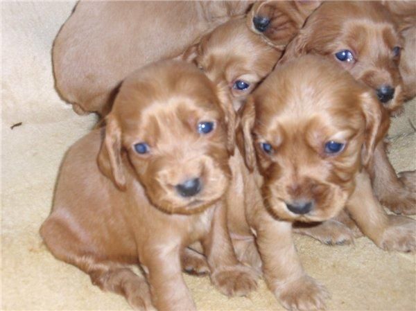 COCKER SPANIEL INGLES PRECIOSOS CACHORROS