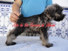 Excelente camada de schnauzer mini sal y pimienta - mejor precio | unprecio.es