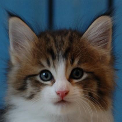Excelentes gatitos Bosque de Noruega con pedigri disponibles