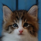 Excelentes gatitos Bosque de Noruega con pedigri disponibles - mejor precio | unprecio.es