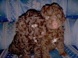 Perro de Agua Español, Cachorros