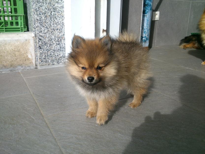 Preciosa camada de zorritos de pomerania