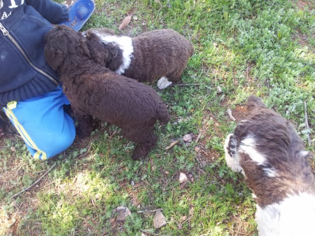 Vendo cachorros de perros de agua criados en casa