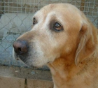 ¡¡Adopto animales en A Coruña!! - mejor precio | unprecio.es